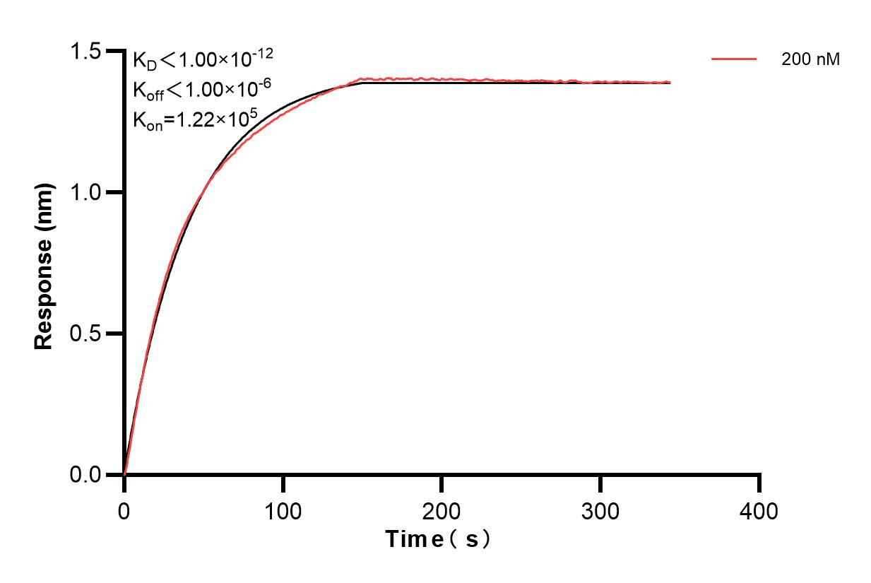 Biolayer interferometry (BLl) kinetic assay of 84722-1-PBS against Human MGEA5 were performed. The affinity constant is below 1 pM. Affinity of 84722-1-PBS