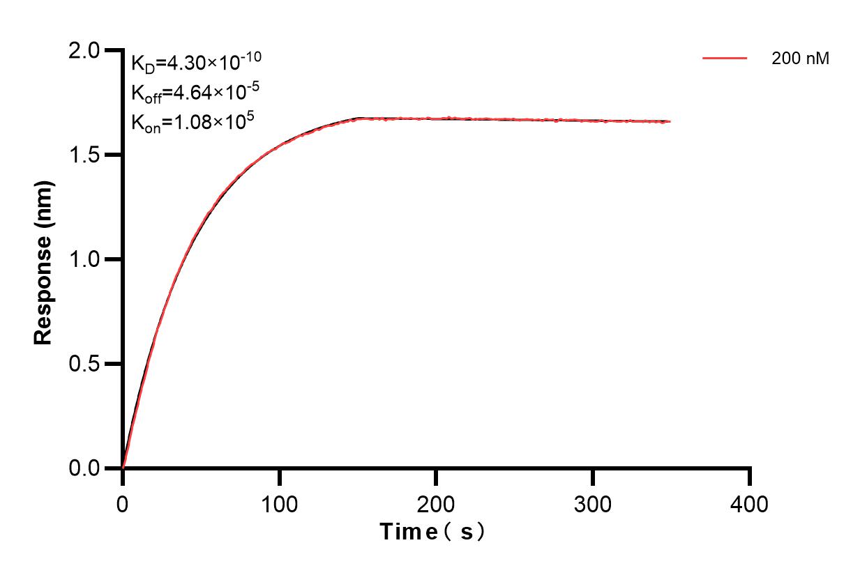 Biolayer interferometry (BLl) kinetic assay of 84726-2-PBS against Human Plasma kallikrein/KLKB1 was performed. The affinity constant is 0.43 nM. Affinity and Kinetic Characterization of 84726-2-PBS