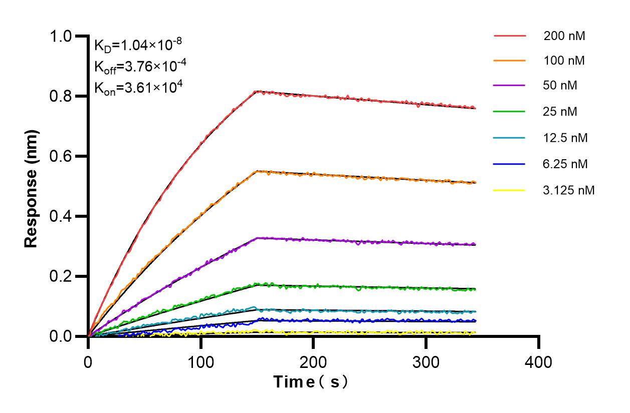 Affinity and Kinetic Characterization of 84781-1-RR