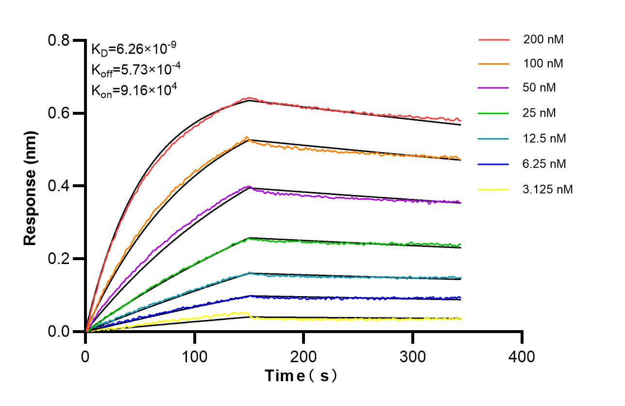 Biolayer interferometry (BLl) kinetic assays of 84801-13-RR against Mouse CD9 were performed. The affinity constant is 6.26 nM. Affinity of 84801-13-RR