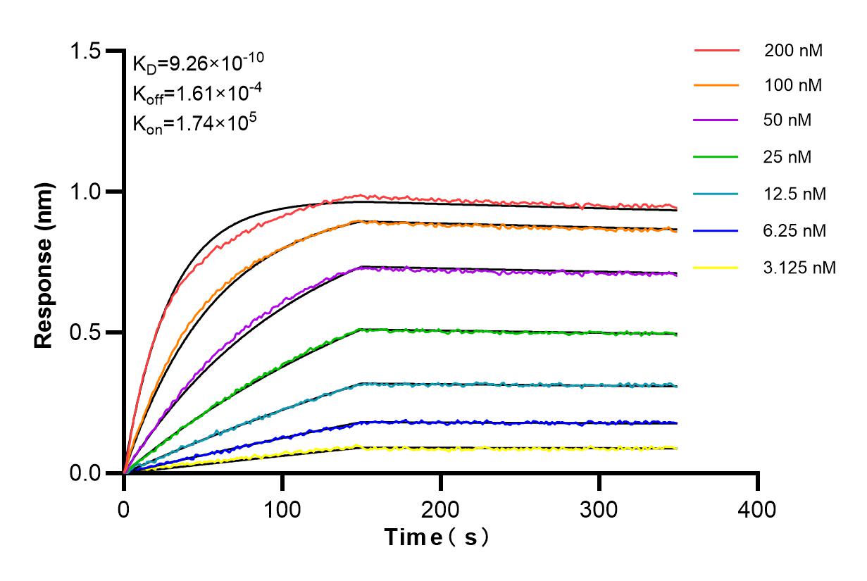 Affinity and Kinetic Characterization of 84818-5-RR