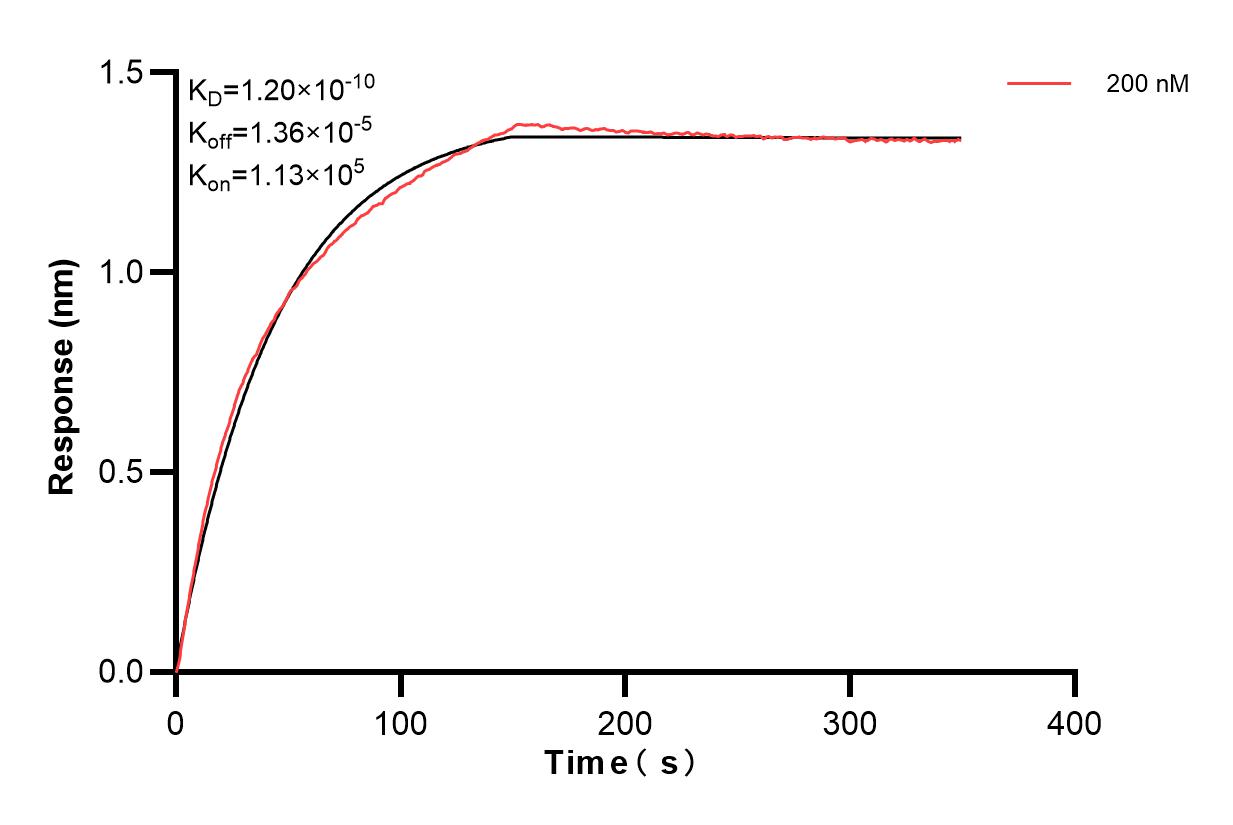 Biolayer interferometry (BLl) kinetic assay of 84879-2-PBS against Human Methylmalonyl Coenzyme A mutase/MUT was performed. The affinity constant is 0.12 nM. Affinity and Kinetic Characterization of 84879-2-PBS