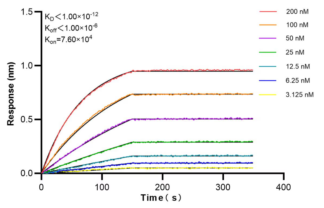 Affinity and Kinetic Characterization of 84883-3-RR