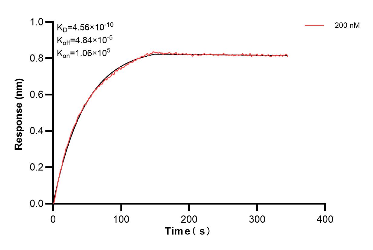 Biolayer interferometry (BLl) kinetic assays of 84884-4-PBS against Human MTHFD1 were performed. The affinity constant is 0.456 nM. Affinity and Kinetic Characterization of 84884-4-PBS