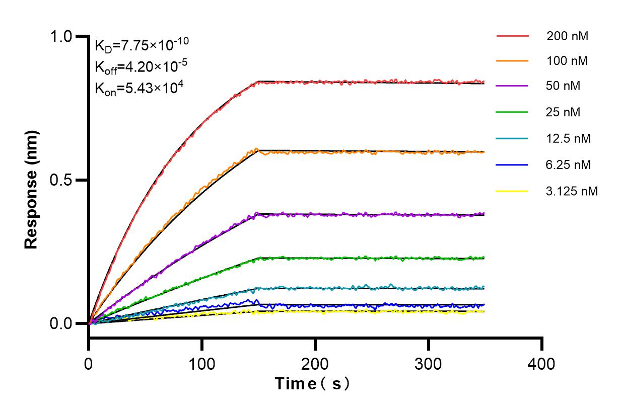 Affinity and Kinetic Characterization of 84892-1-RR
