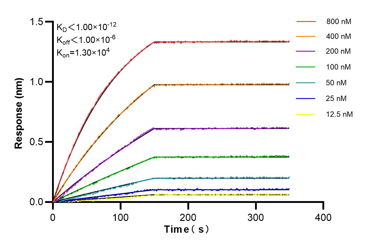Affinity and Kinetic Characterization of 84902-1-RR