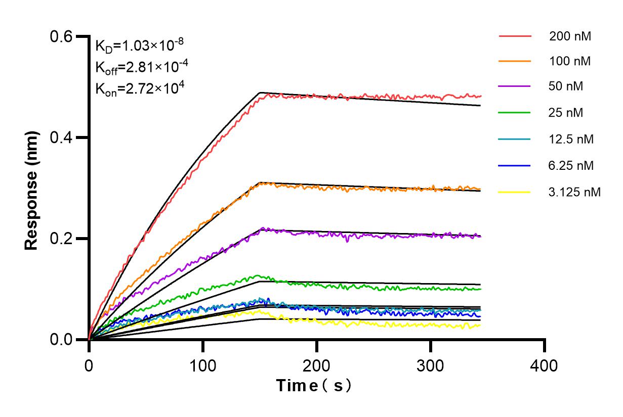 Affinity and Kinetic Characterization of 84916-6-RR