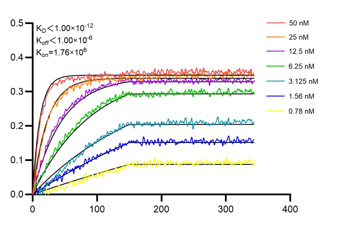Affinity and Kinetic Characterization of 84919-6-RR