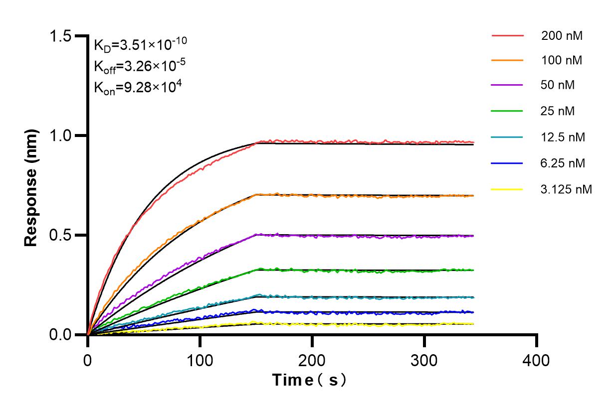 Affinity and Kinetic Characterization of 84923-5-RR
