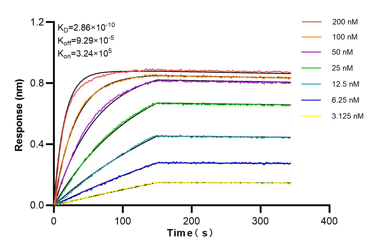 Affinity and Kinetic Characterization of 84953-4-RR