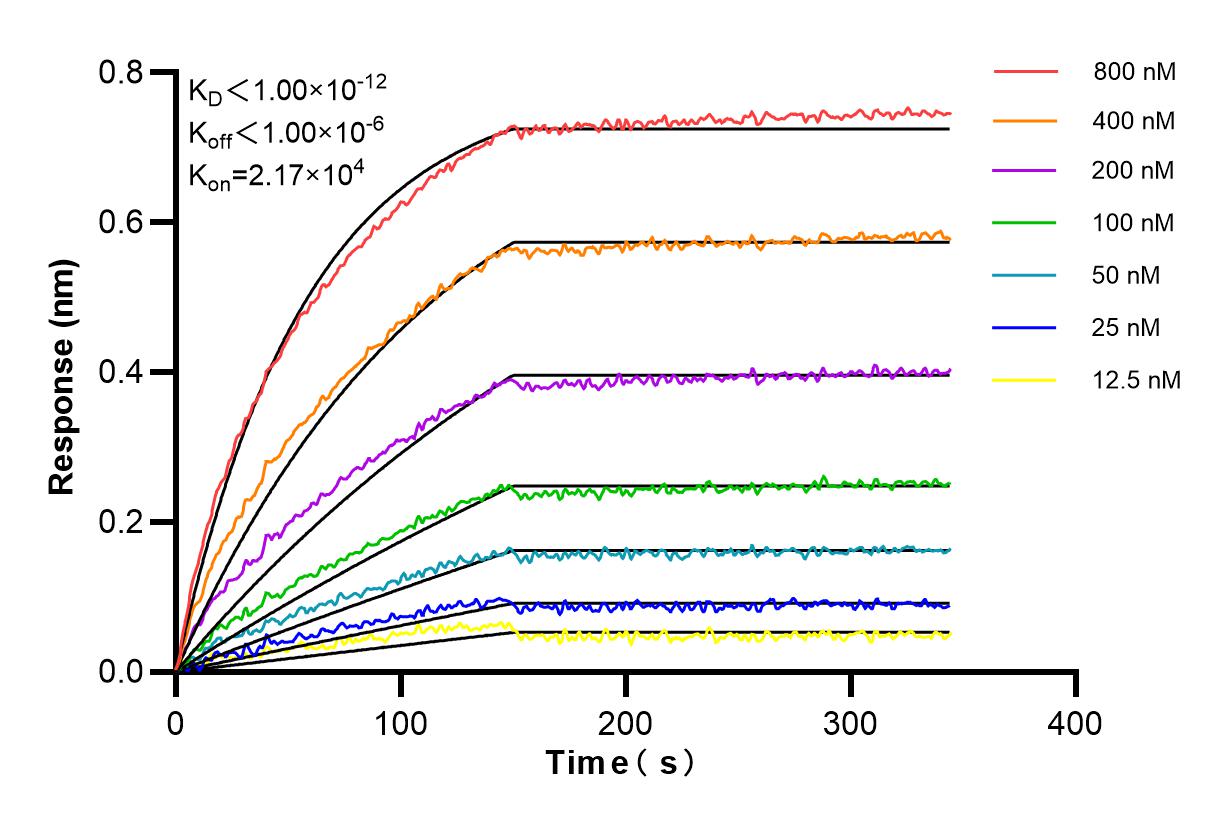 Affinity and Kinetic Characterization of 84958-4-RR