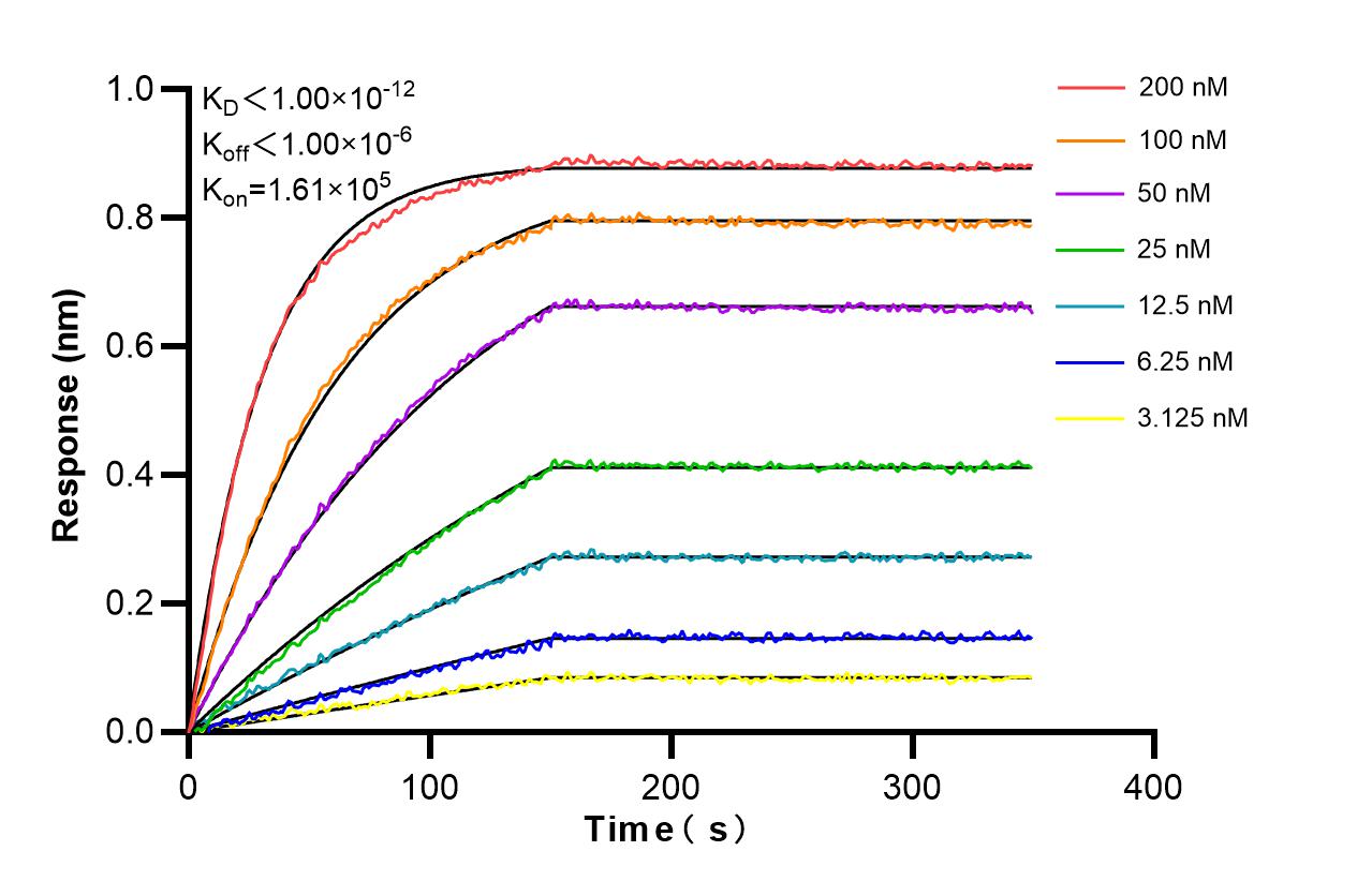 Biolayer interferometry (BLl) kinetic assays of 84969-2-PBS against Human RAD50 were performed. The affinity constant is below 1 pM. Affinity and Kinetic Characterization of 84969-2-PBS