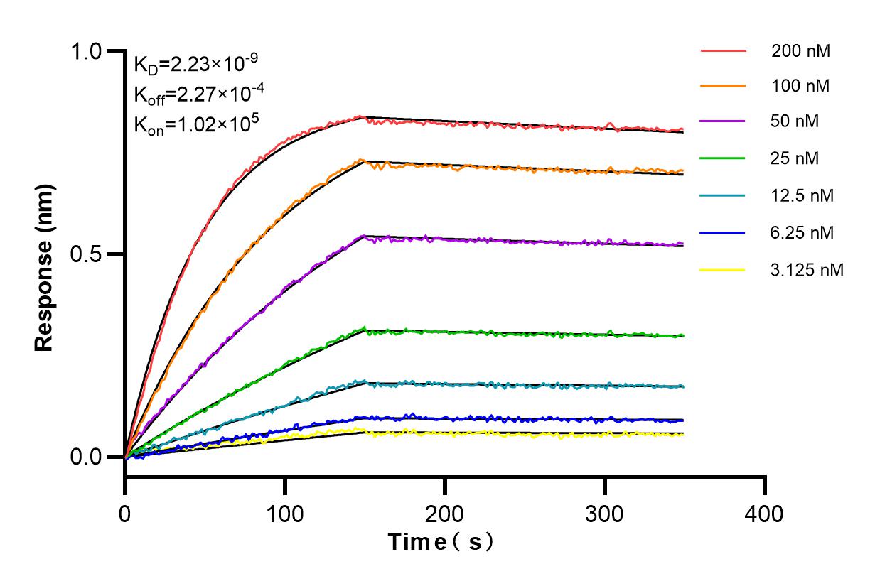 Affinity and Kinetic Characterization of 84971-3-RR
