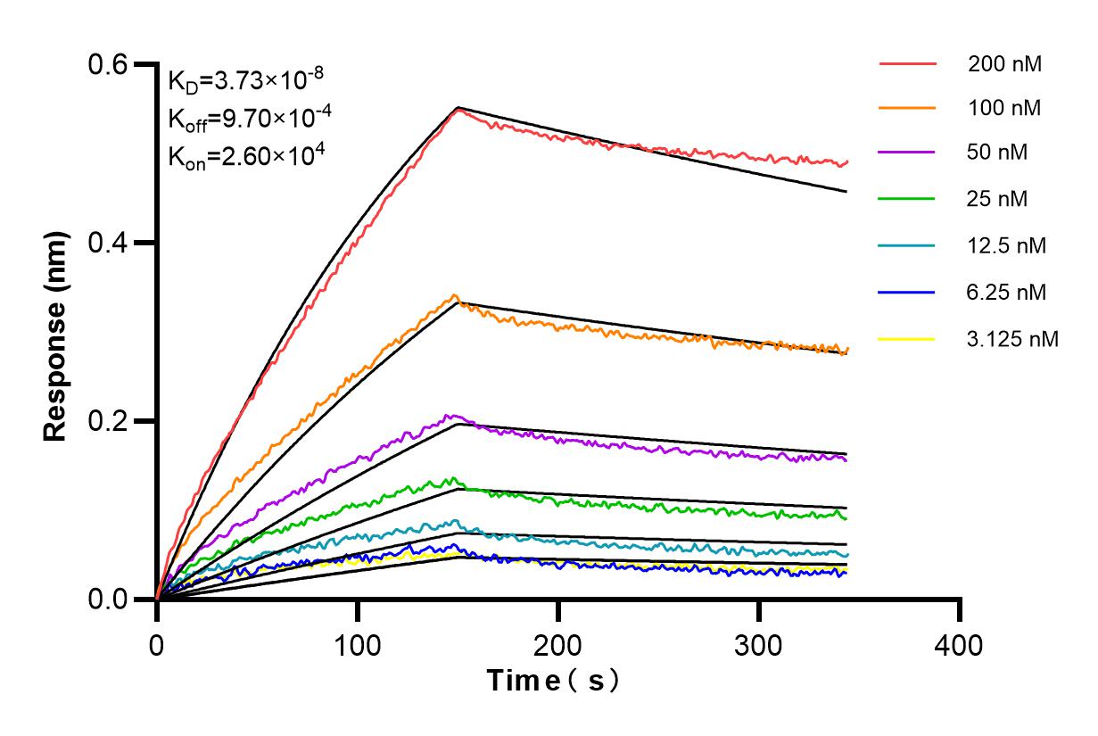 Affinity and Kinetic Characterization of 84997-4-RR