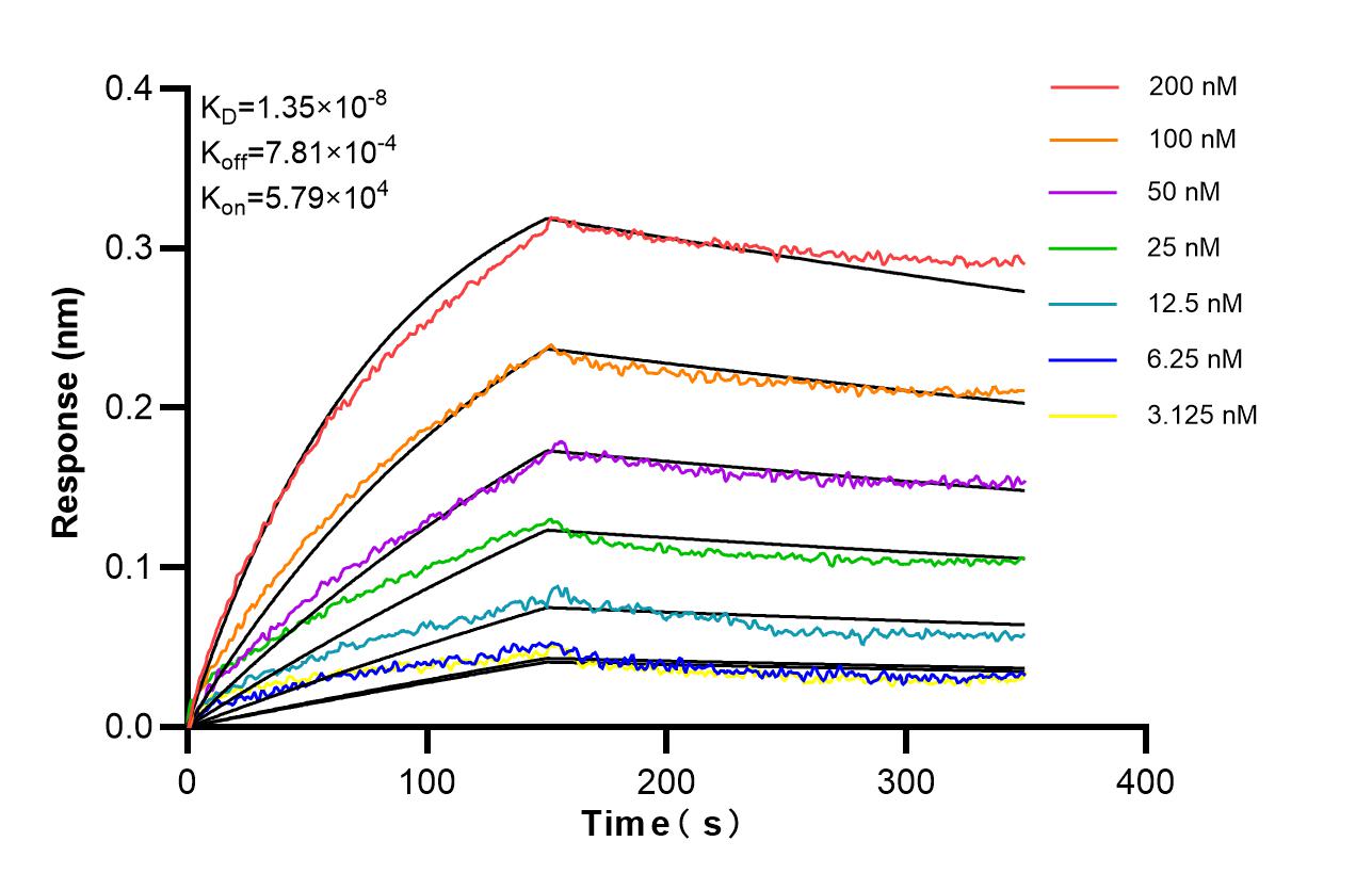 Affinity of 85025-6-RR