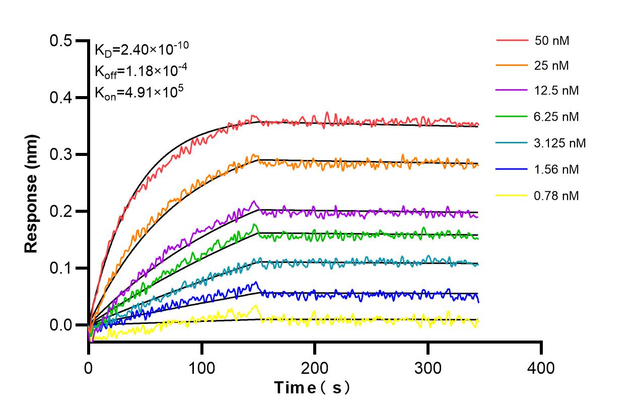 Biolayer interferometry (BLl) kinetic assays of <a class='green' href='/productredirect?CatalogNo=85035-2-RR' target='_blank'>85035-2-RR</a> against Mouse ICOS/CD278 were performed. The affinity constant is 0.24 nM. Affinity and Kinetic Characterization of 85035-2-RR