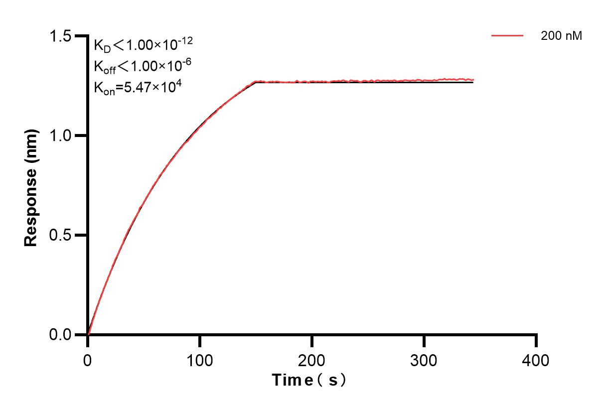 Biolayer interferometry (BLl) kinetic assay of 85037-1-PBS against Human SEC22B was performed. The affinity constant is below 1 pM. Affinity of 85037-1-PBS
