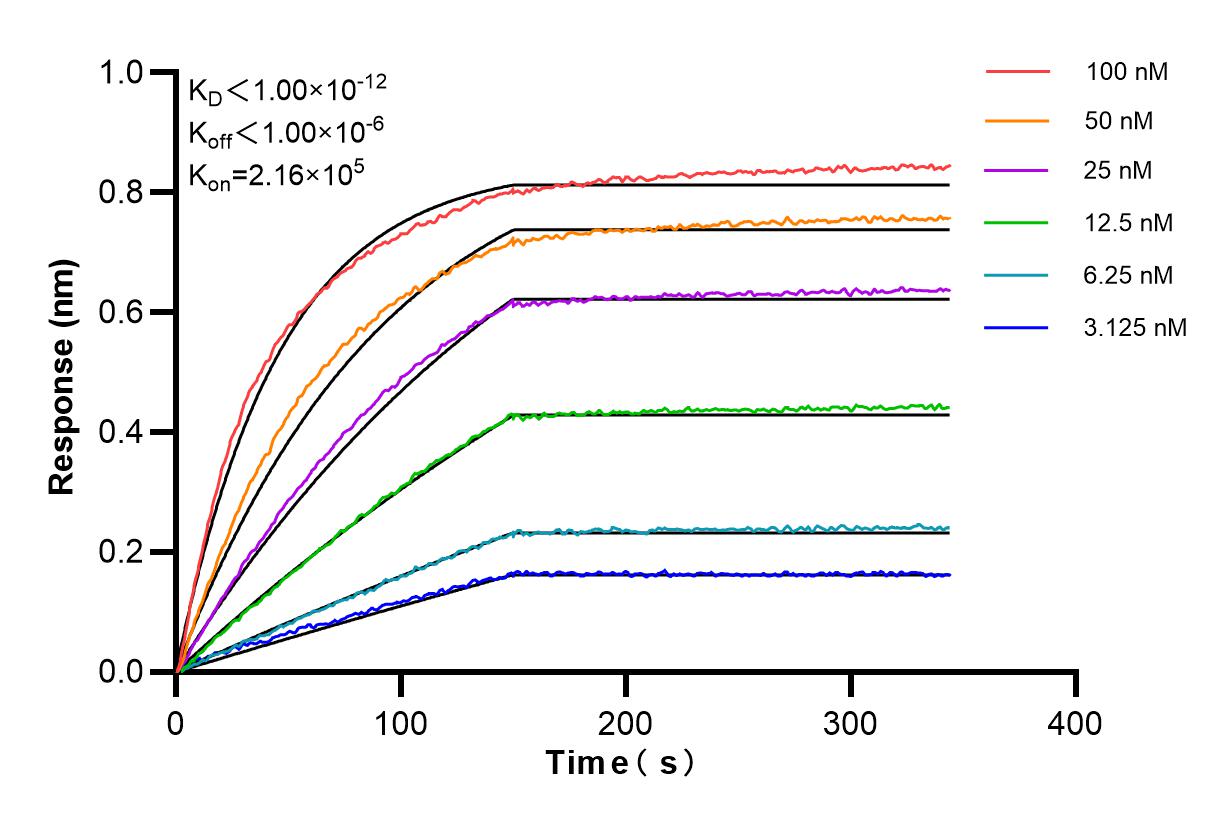 Affinity and Kinetic Characterization of 85054-2-RR