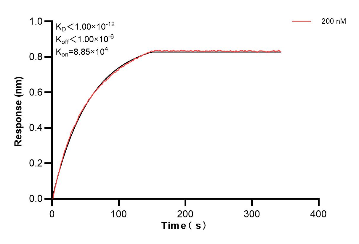Affinity and Kinetic Characterization of 85055-1-PBS