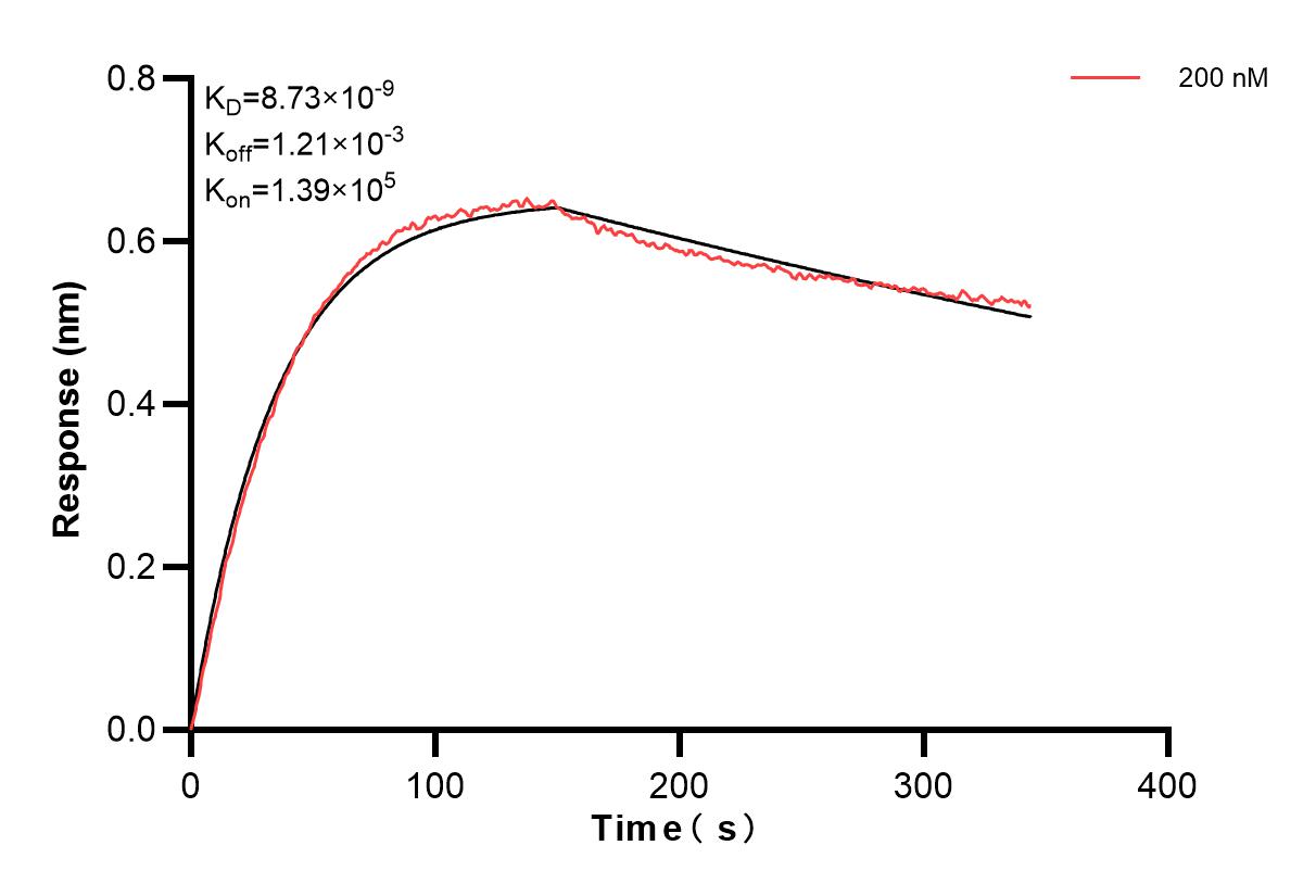 Biolayer interferometry (BLl) kinetic assay of 85068-1-PBS against Human UFM1 was performed. The affinity constant is 8.73 nM. Affinity and Kinetic Characterization of 85068-1-PBS