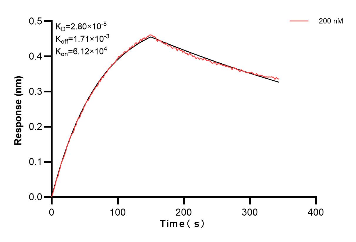 Biolayer interferometry (BLl) kinetic assay of 85068-3-PBS against Human UFM1 was performed. The affinity constant is 28.0 nM. Affinity and Kinetic Characterization of 85068-3-PBS