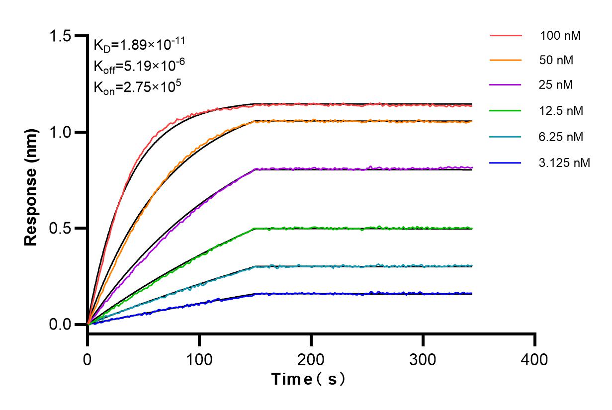 Affinity and Kinetic Characterization of 85069-1-RR