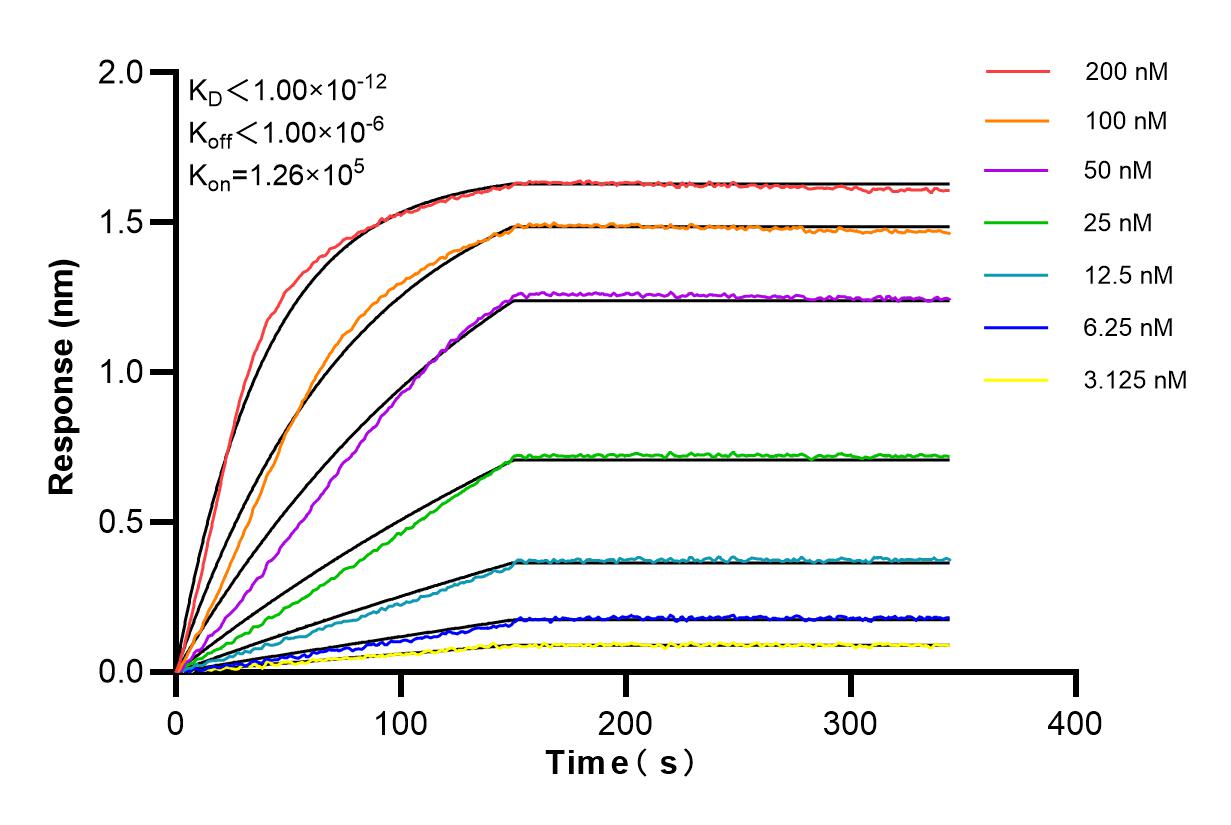 Affinity and Kinetic Characterization of 85070-5-RR