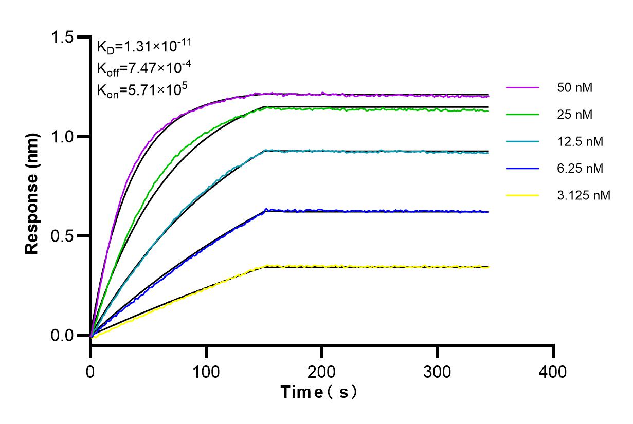 Affinity and Kinetic Characterization of 85072-5-RR