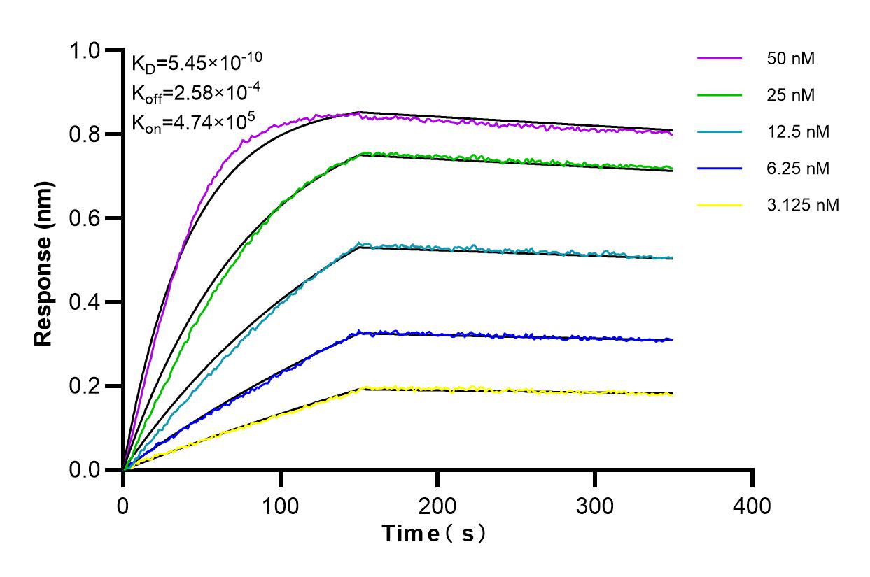 Affinity and Kinetic Characterization of 85078-1-RR