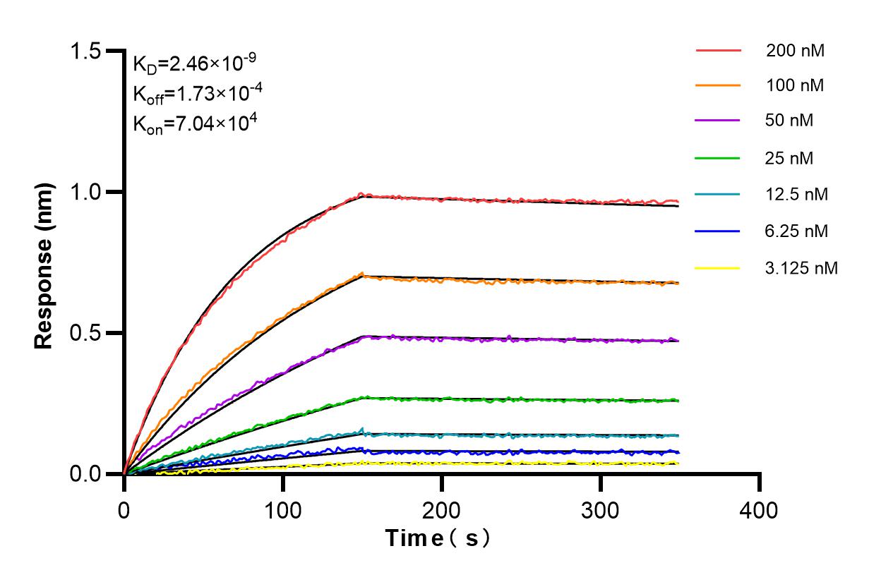 Affinity and Kinetic Characterization of 85081-4-RR