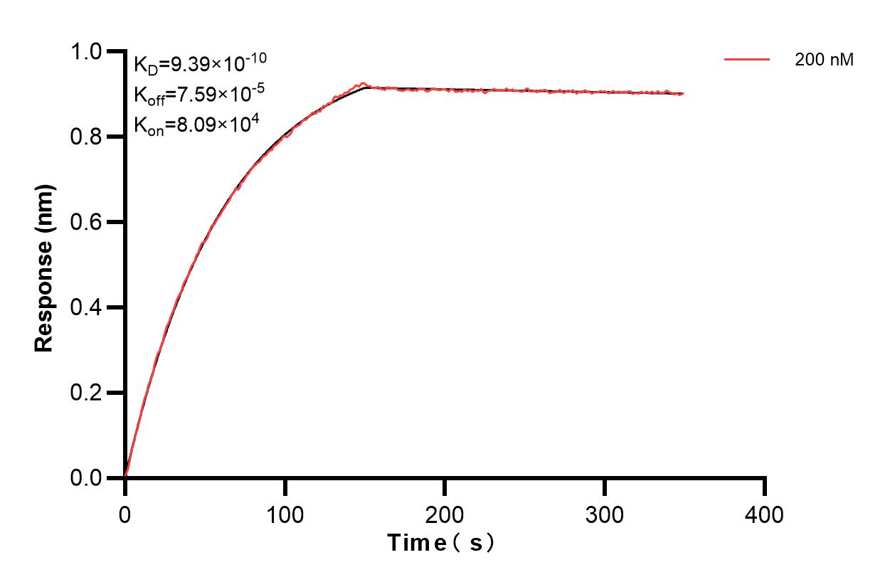 Biolayer interferometry (BLl) kinetic assay of 85086-4-PBS against Human RBPMS was performed. The affinity constant is 0.939 nM. Affinity and Kinetic Characterization of 85086-4-PBS
