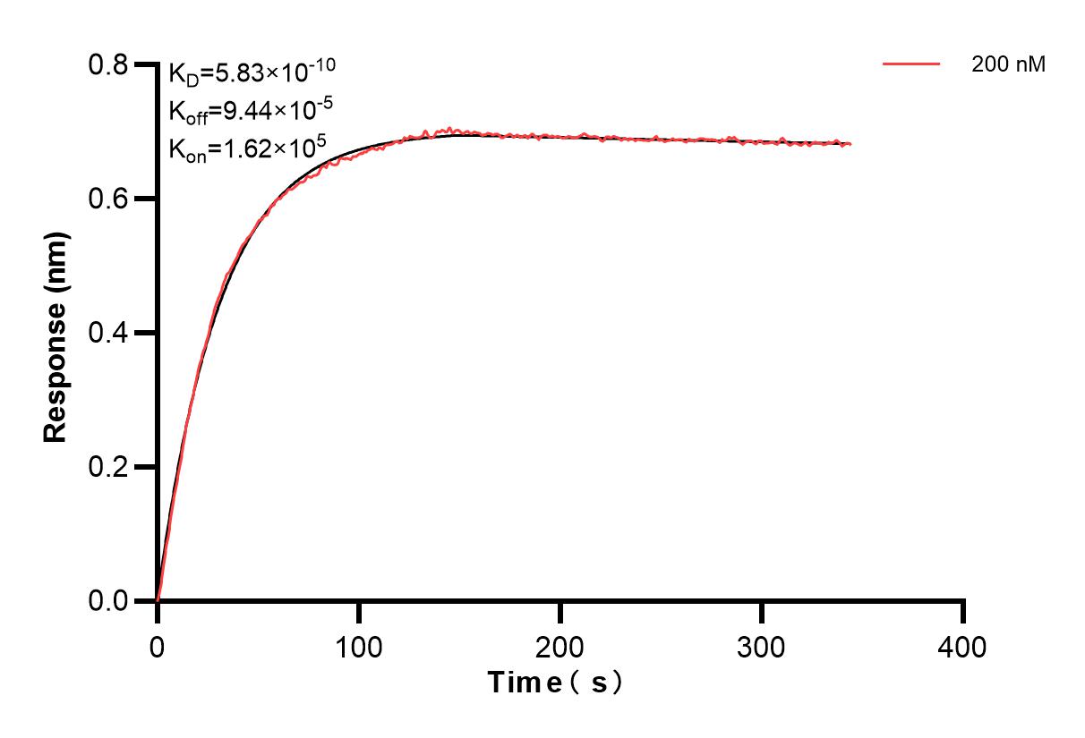 Affinity and Kinetic Characterization of 85103-2-PBS