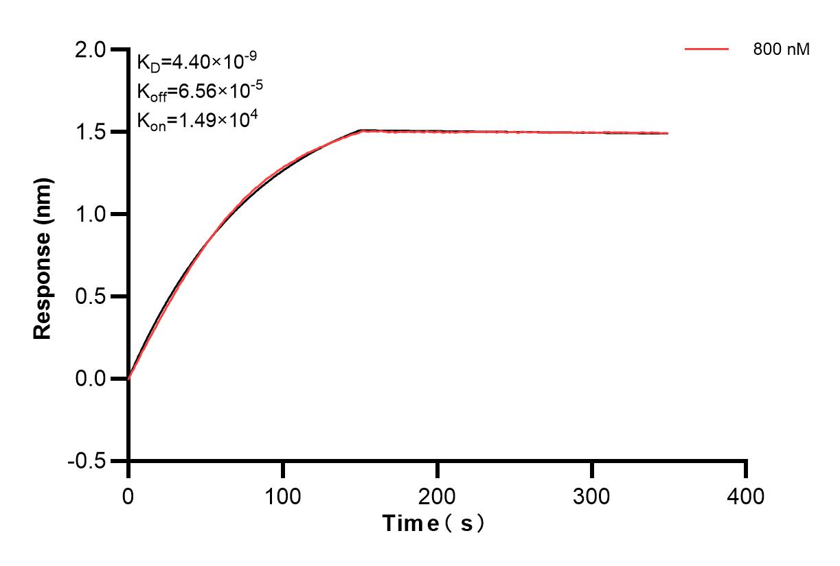 Biolayer interferometry (BLl) kinetic assays of 85129-1-PBS against Human TCL1A were performed. The affinity constant is 4.40 nM. Affinity of 85129-1-PBS
