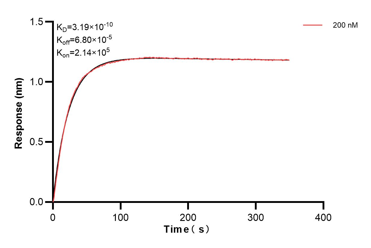 Biolayer interferometry (BLl) kinetic assay of 85129-2-PBS against Human TCL1A was performed. The affinity constant is 0.319 nM. Affinity and Kinetic Characterization of 85129-2-PBS