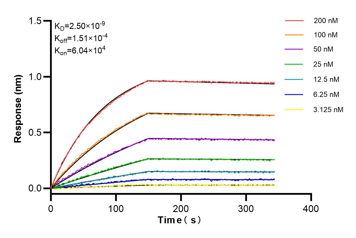 Affinity and Kinetic Characterization of 85136-1-RR
