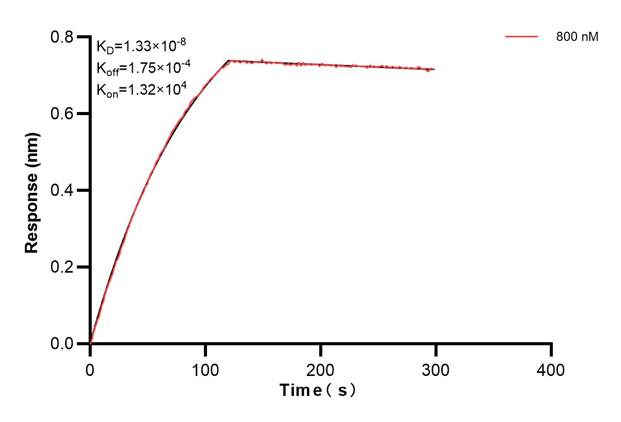 Biolayer interferometry (BLl) kinetic assays of 85138-2-PBS against Human TANK were performed. The affinity constant is 13.3 nM. Affinity of 85138-2-PBS