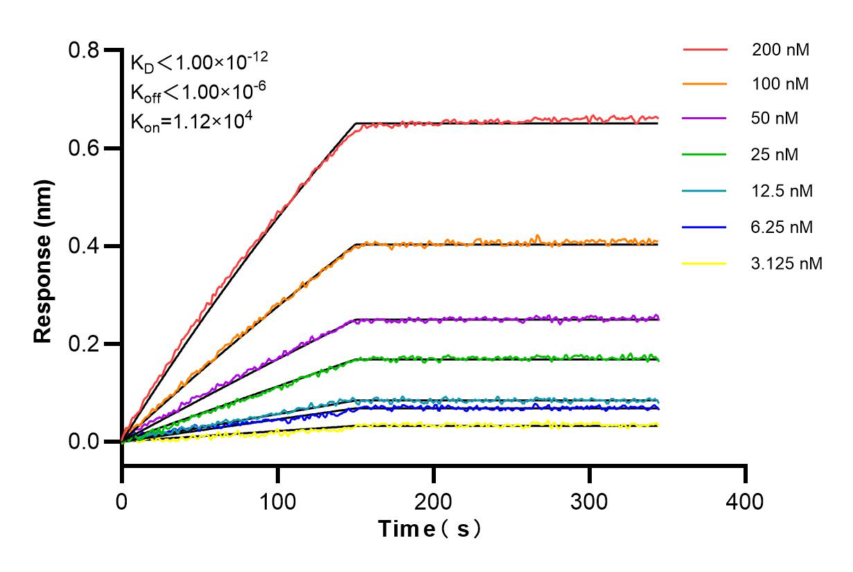 Affinity and Kinetic Characterization of 85140-2-RR