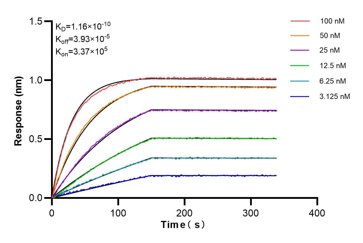 Affinity and Kinetic Characterization of 85142-2-RR