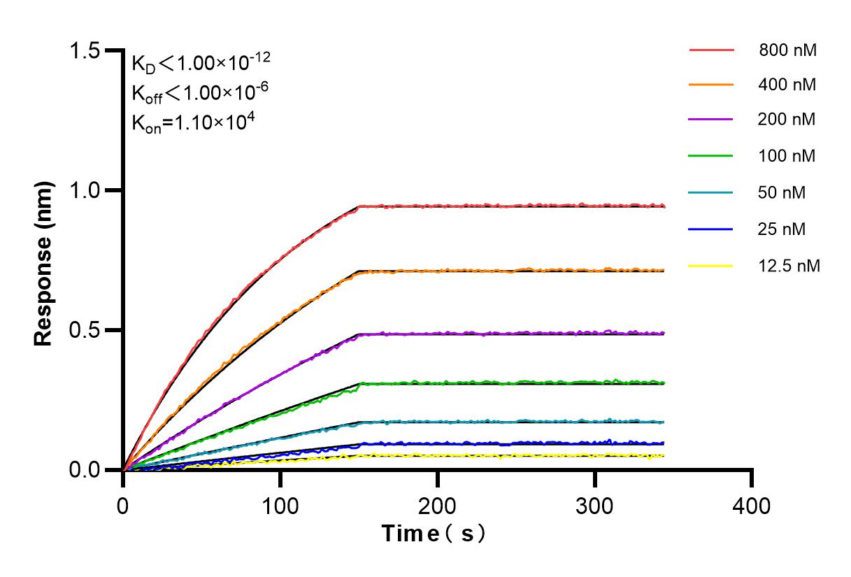 Affinity and Kinetic Characterization of 85143-5-RR
