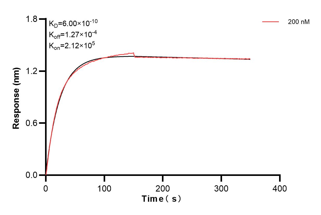 Biolayer interferometry (BLl) kinetic assay of 85143-6-PBS against Human GBE1 was performed. The affinity constant is 0.600 nM. Affinity and Kinetic Characterization of 85143-6-PBS