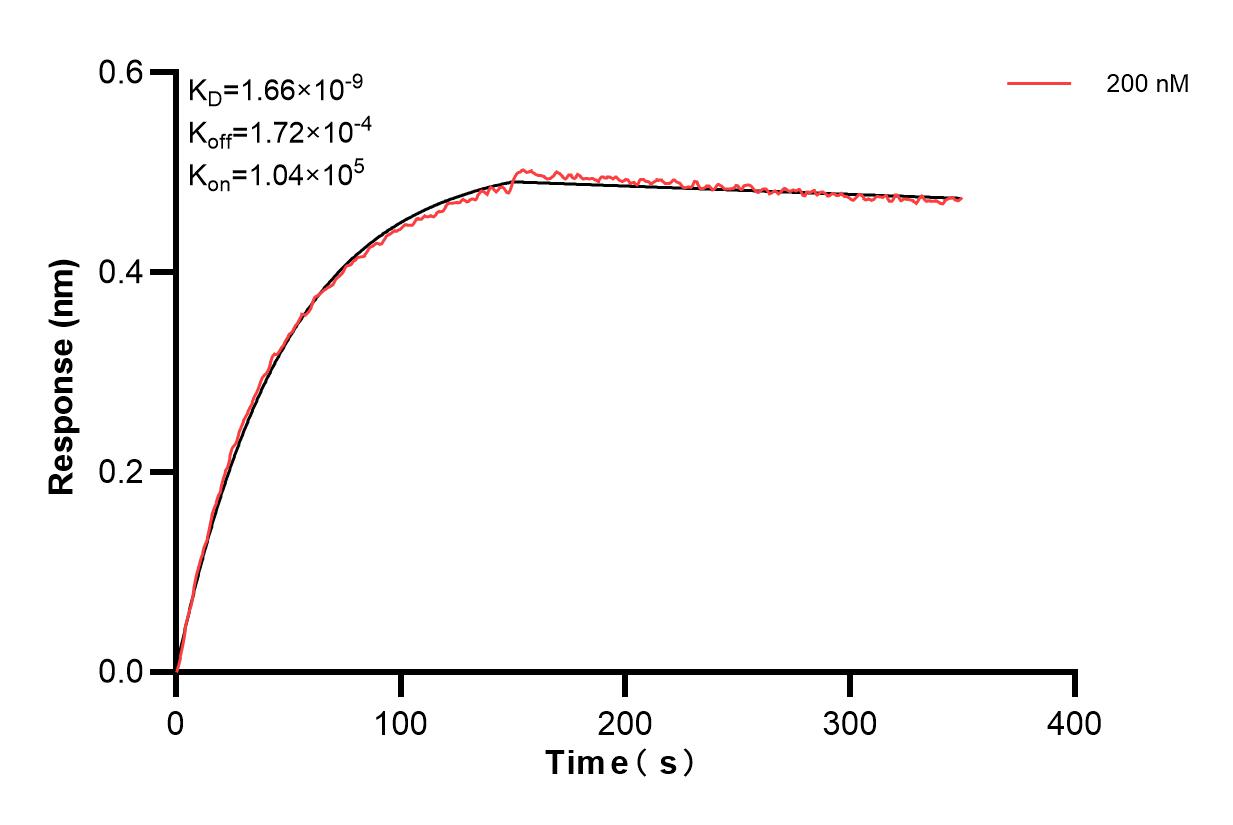 Biolayer interferometry (BLl) kinetic assays of 85151-2-PBS against Human INPP4B were performed. The affinity constant is 1.66 nM. Affinity and Kinetic Characterization of 85151-2-PBS