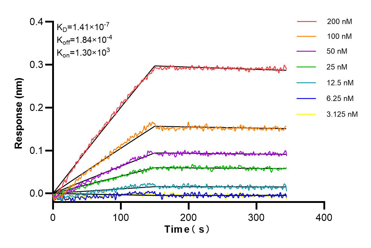 Affinity and Kinetic Characterization of 85156-4-RR