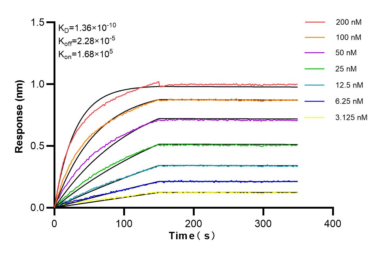 Affinity and Kinetic Characterization of 85160-1-RR