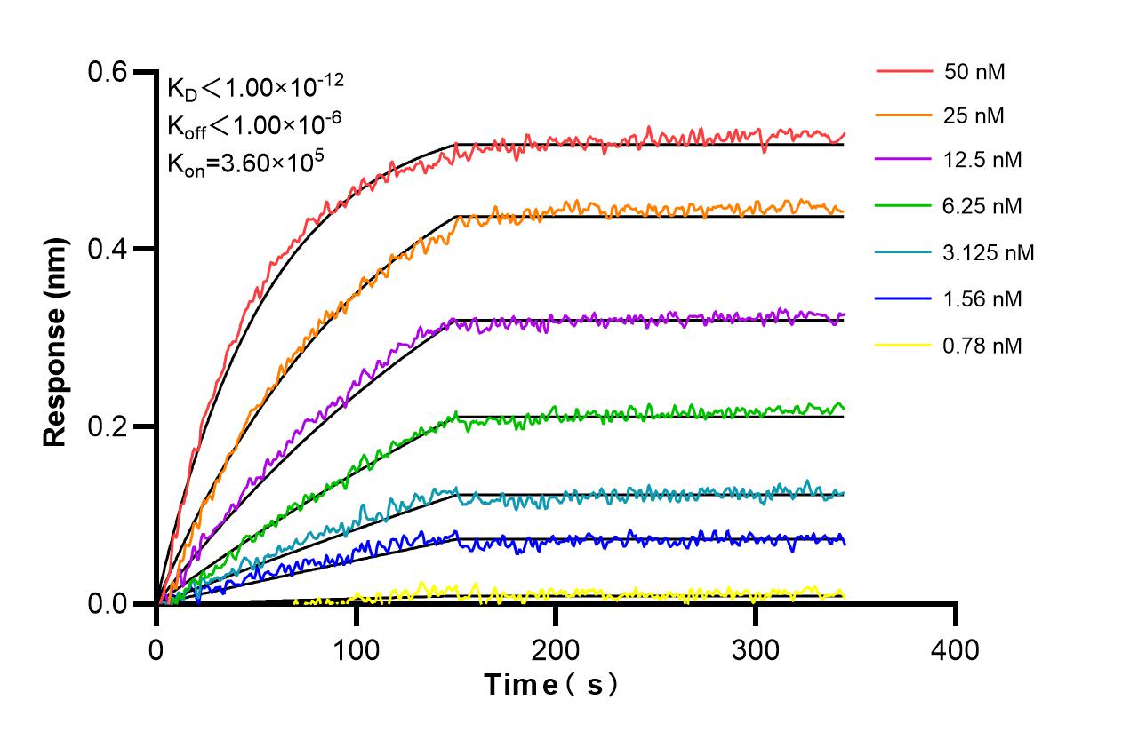 Affinity and Kinetic Characterization of 85163-5-RR