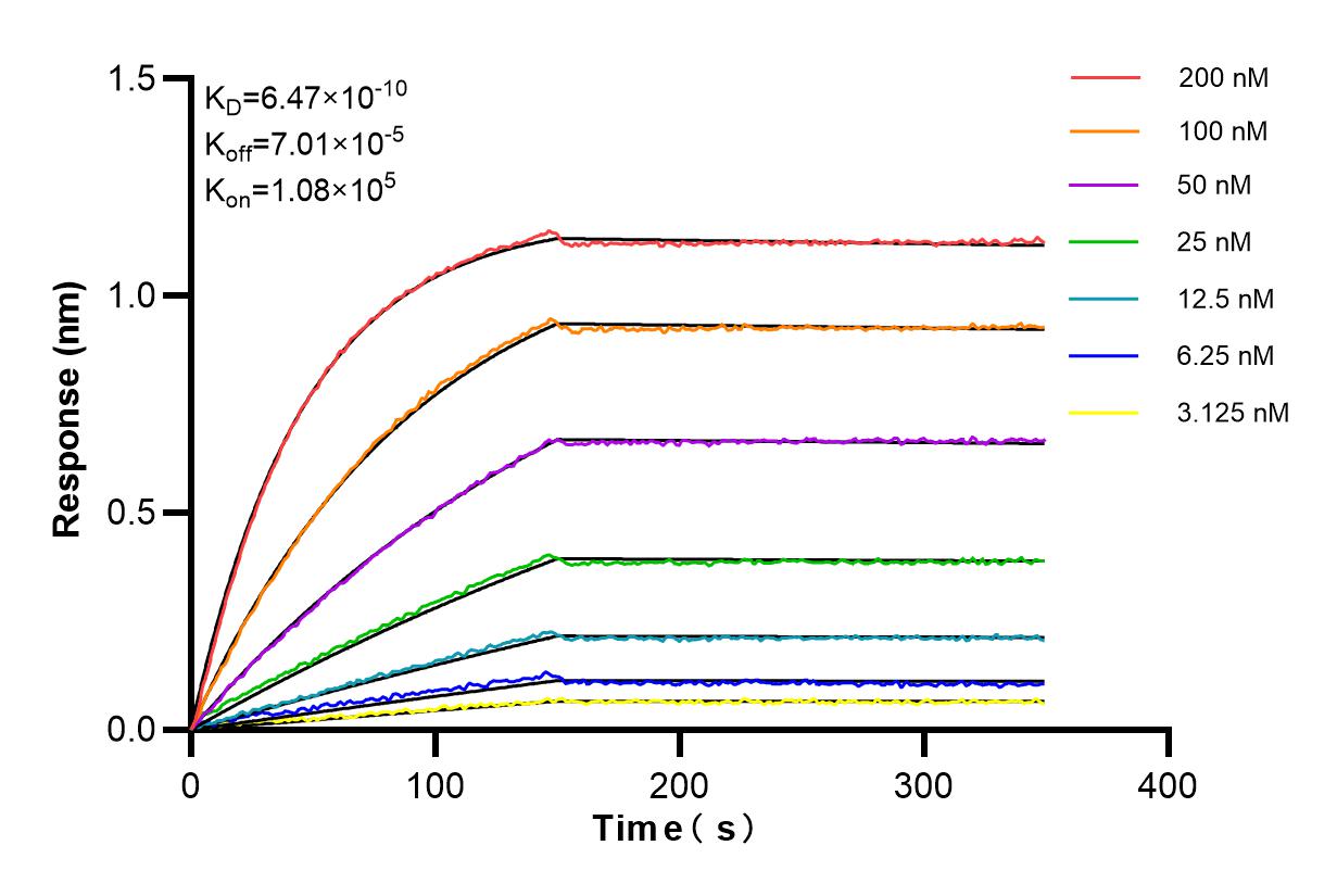 Affinity and Kinetic Characterization of 85169-1-RR