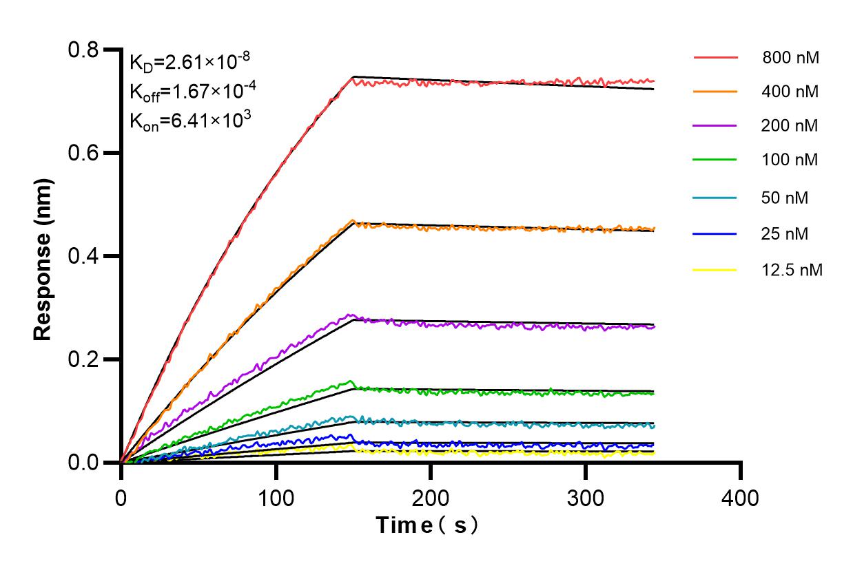Affinity and Kinetic Characterization of 85177-3-RR