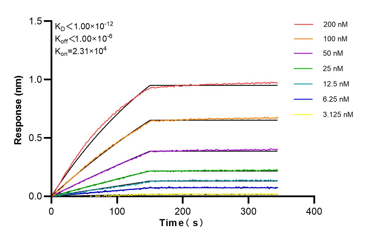 Affinity and Kinetic Characterization of 85180-3-RR