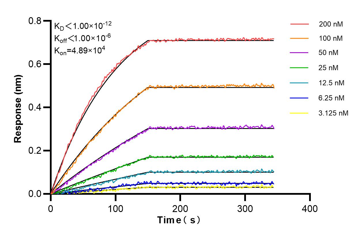 Affinity and Kinetic Characterization of 85199-1-RR