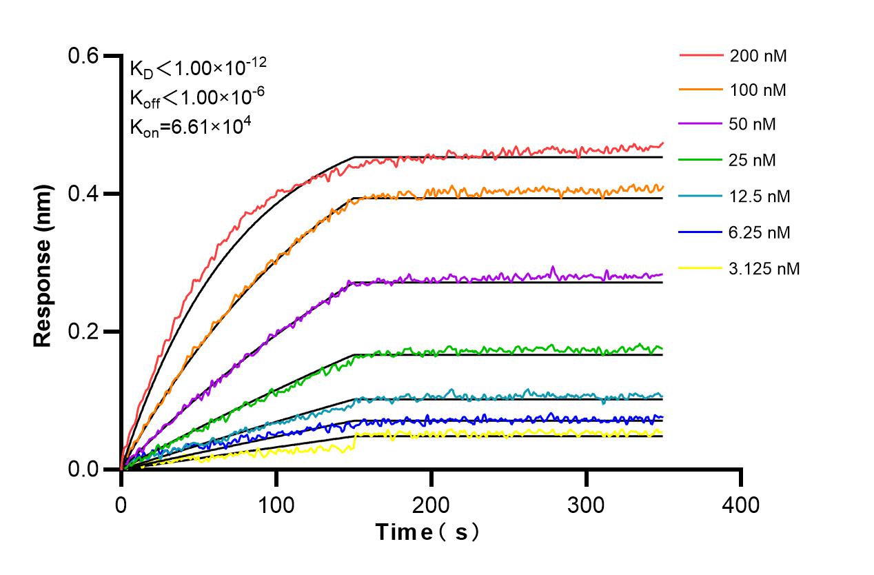Affinity and Kinetic Characterization of 85212-2-RR