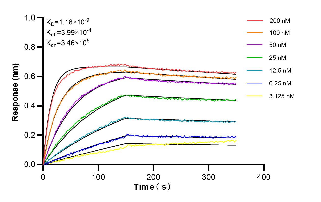 Biolayer interferometry (BLl) kinetic assays of <a class='green' href='/productredirect?CatalogNo=85256-4-RR' target='_blank'>85256-4-RR</a> against Human COL4A1 were performed. The affinity constant is 1.16 nM. Affinity and Kinetic Characterization of 85256-4-RR